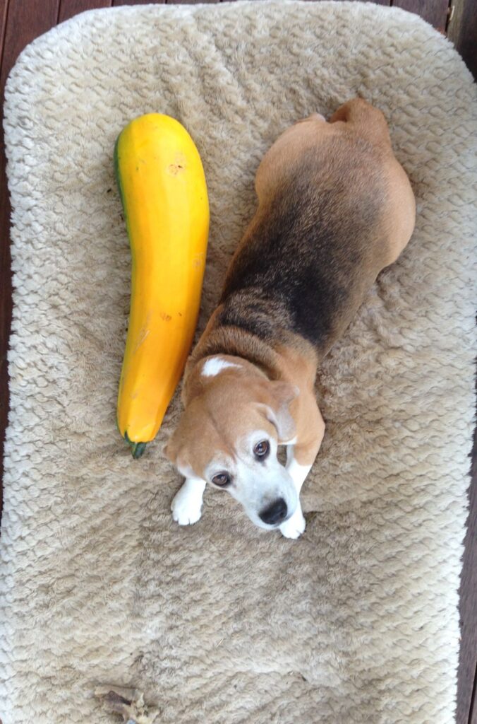Current image: A beagle lying next to an oversized zucchini