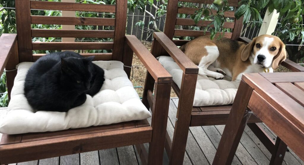 A dog and cat relaxing on outside chairs in front of a plum tree